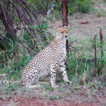 The cheetah has black dots as its spots